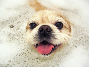 dog-bath-happy