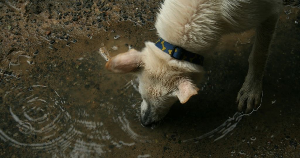 2008-06-21_White_GSD_drinking_from_a_puddle-1024x683