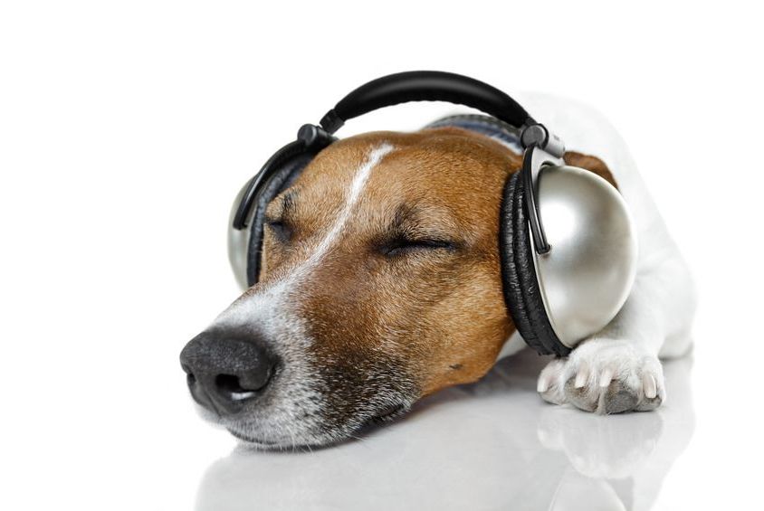12810298 - dog with headphones listening to music
