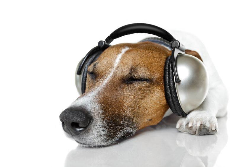 relaxing music for dogs during thunderstorms
