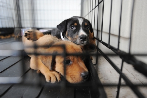 1280px-fema_-_38417_-_dogs_at_a_shelter_for_displaced_pets_in_texas