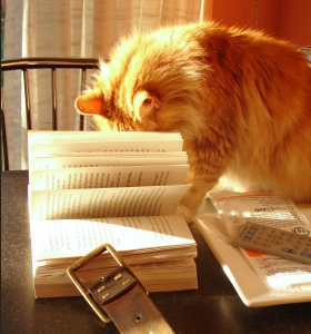 Cat_with_book_2320356661-1