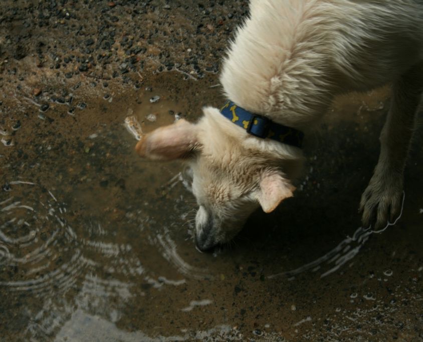 2008-06-21_White_GSD_drinking_from_a_puddle-1024x683